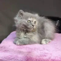 گربه بریتیش اسکاتیش|گربه|کرج, جهانشهر|دیوار