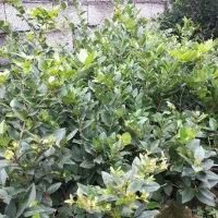 یاس هلندی ریشه بزرگ|گل و گیاه طبیعی|کلاچای, |دیوار