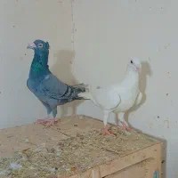 کبوتر رنگی و سار نر و ماده