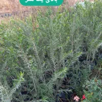 فروش نهال فضای سبز|خدمات باغبانی و درختکاری|بوشهر, |دیوار