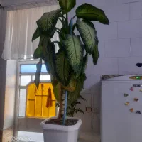 گل دیفن زیبا|گل و گیاه طبیعی|سرپل ذهاب, |دیوار