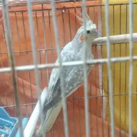 عروس هلندی گل باقالی