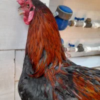 خروس افغانی