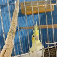 دو عدد عروس هلندی تازه بالغ