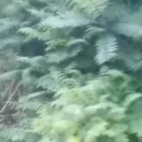 باغ ویلا آماده سند تک برگ 1550متری قطعه بندی|فروش زمین و ملک کلنگی|تالش, جوکندان|دیوار