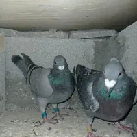 کبوتر مسافتی|پرنده|ملکان, |دیوار
