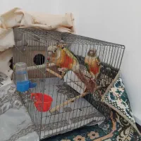 طوطی گرینچیک روی سه تخم