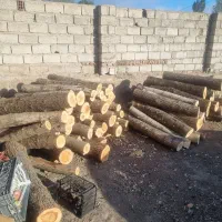 خریدانواع چوب به صورت نقد|خدمات باغبانی و درختکاری|اردبیل, |دیوار