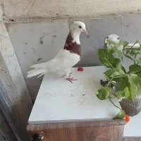 کفتر طوقی سرخ جوان