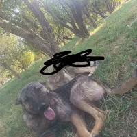 واگذاری ماده عراقی|سگ|سراجو, |دیوار