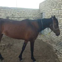 اسب