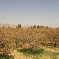 کارگر پسته چین هستیم درخدمت شما با ماشین
