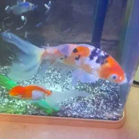 ماهی کویی سوپر باله|ماهی|مشهد, بهارستان|دیوار