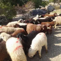 عرضه گوسفند بهداشتی با مکان مجهز خرید حضوری وارسال