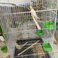 یک جفت عروسی هلندی ماده رام نروحشی|پرنده|رفسنجان, |دیوار