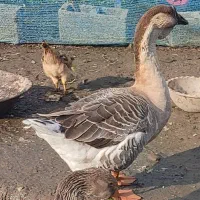 بغلمون و غاز و غو غاز