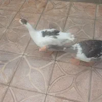فروش غاز