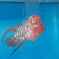 فلاور هورن تایلندی|ماهی|قزوین, |دیوار