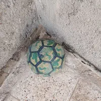 توپ فوتبال نو نو