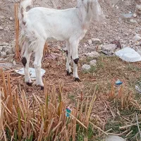 بز پاکستانی|حیوانات مزرعه|برازجان, |دیوار