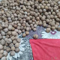 گردو