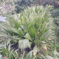 پالم نایلکسی|خدمات باغبانی و درختکاری|نوشهر, |دیوار