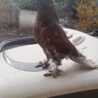 کبوتر سرخ اخمو