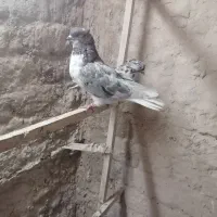 کفتر پرشی|پرنده|قم, باجک دو|دیوار