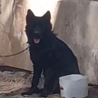 سگ ژرمن بلک