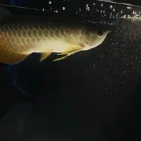 اروانا گلد ۳۰ سانتی