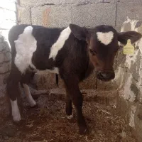 گوساله نر شیری ۲۵روزه