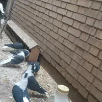 جفت شیرازی سیاه کاکل|پرنده|اهواز, کوی جانبازان(دانش)|دیوار