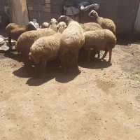 قوچ|حیوانات مزرعه|کرمانشاه, |دیوار