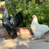 تخم برهما موجود هست|حیوانات مزرعه|مرودشت, فیروزی|دیوار