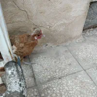 مرغ سلطانی|حیوانات مزرعه|قم, حاج زینل|دیوار