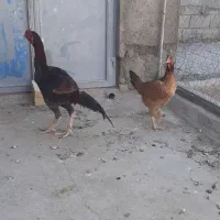 مرغ خروس لاری اصل راور