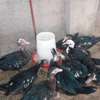 اردک اسرائیلی