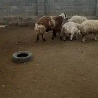 قوچ افشار پلنگی