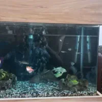 آکواریوم شیشه خم با کمد|ماهی|خاوران, |دیوار