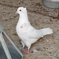 کفترها فروشی|پرنده|تایباد, |دیوار