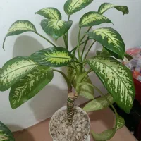 گل گوش فیلی|گل و گیاه طبیعی|جوانرود, |دیوار