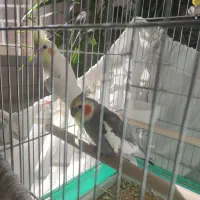 عروس هاندی نرو ماده