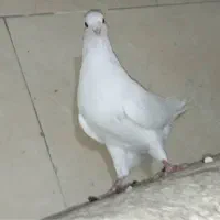 طوقی  اصیل|پرنده|بندر گناوه, |دیوار