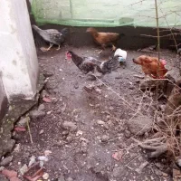 مرغ و خروس فروشی|حیوانات مزرعه|آستارا, |دیوار