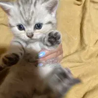 توله اسکاتیش و بیریتیش وارداتی|گربه|آمل, |دیوار