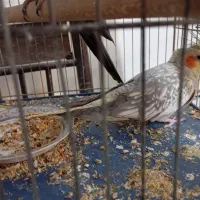 فروش عروس هلندی