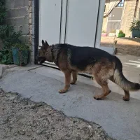 واگذاری سگ ژرمن|سگ|شیراز, بید زرد|دیوار