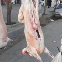 گوشت
