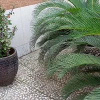 سیکاس و گلهای دیگر|گل و گیاه طبیعی|قائم‌شهر, |دیوار