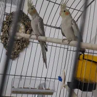 عروس هلندی|پرنده|رباط‌کریم, نصیرشهر|دیوار